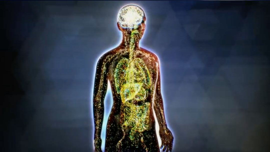 Screenshot from NOVA’s video, “What is the Endocannabinoid System?” showing the human body's endocannabinoid system