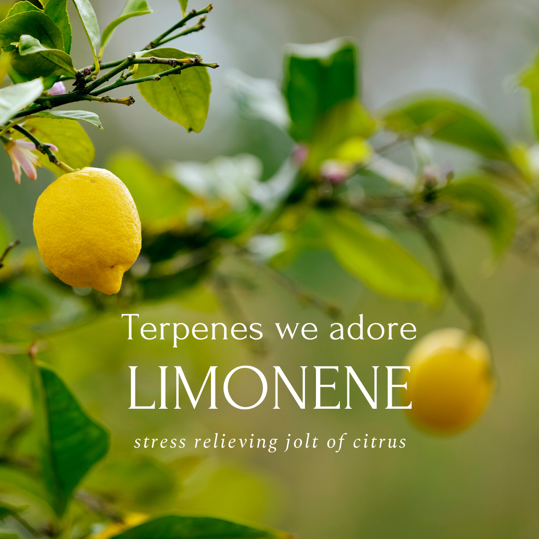 Closeup photo of ripe yellow lemons on a leafy green lemon tree with the words TERPENES WE ADORE - Limonene - Stress relieving jolt of citrus. From Green Bee Botanicals' Terpenes Blog Series.