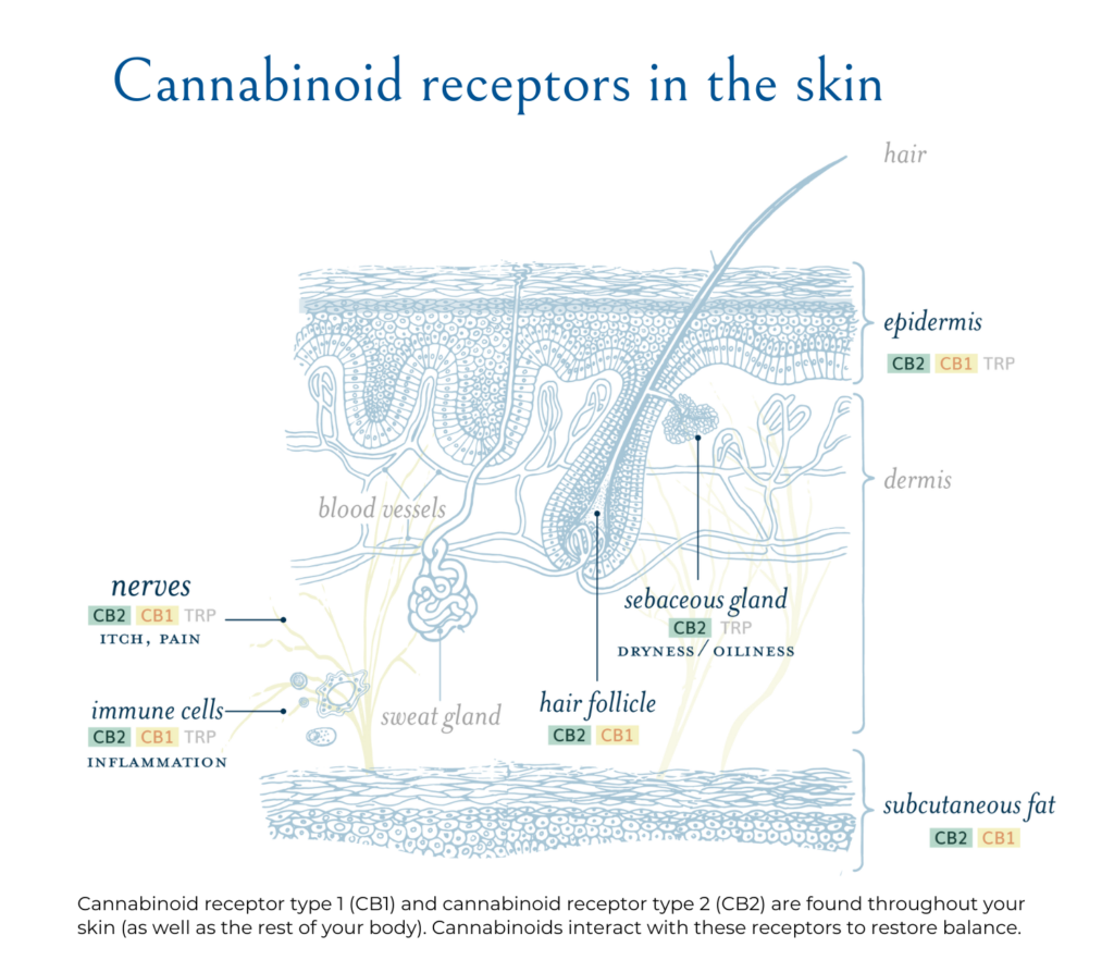 Diagram of cannabinoid receptors in the layers of the skin, part of the body's endocannabinoid system.