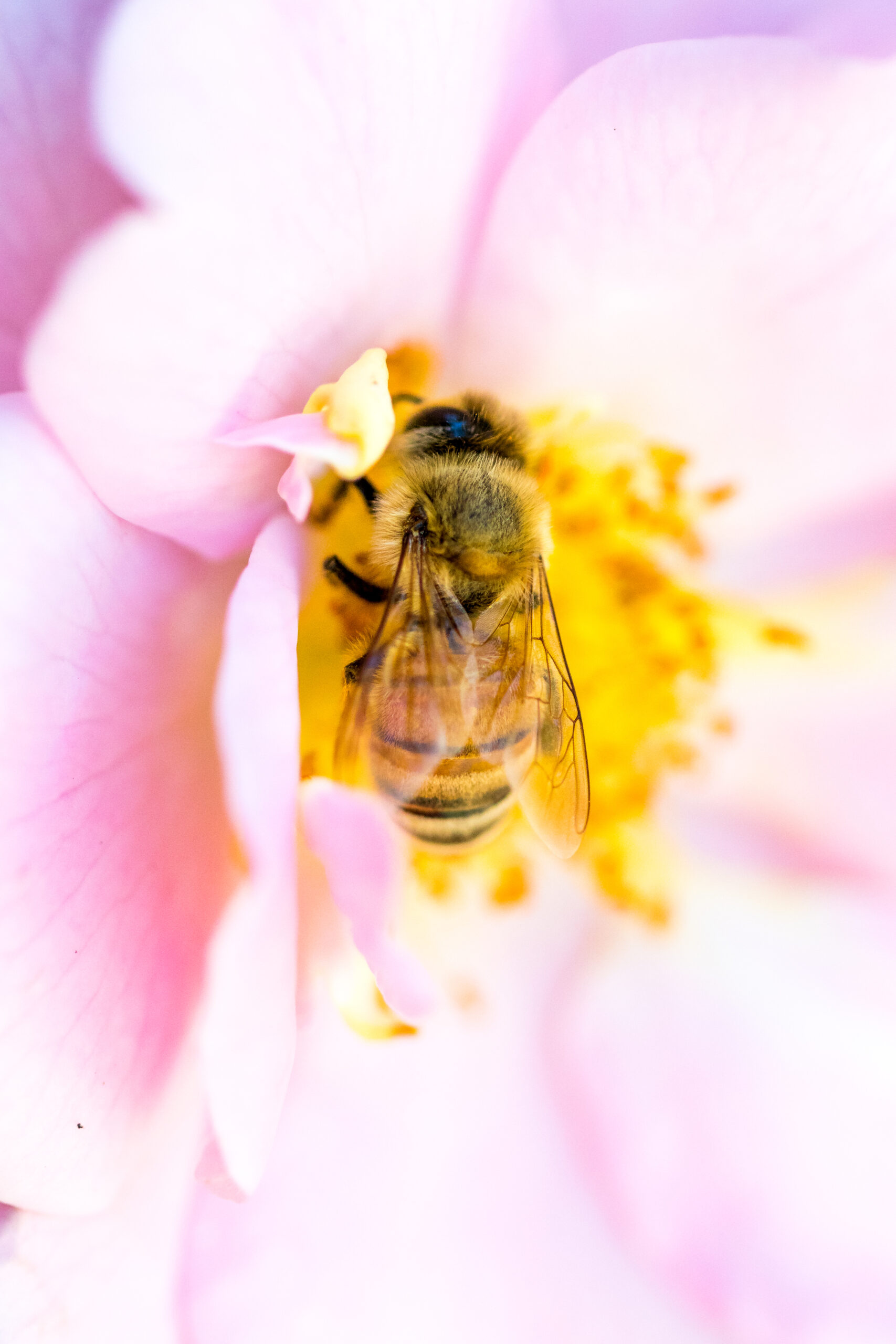 Vegan skincare doesn't harm bees