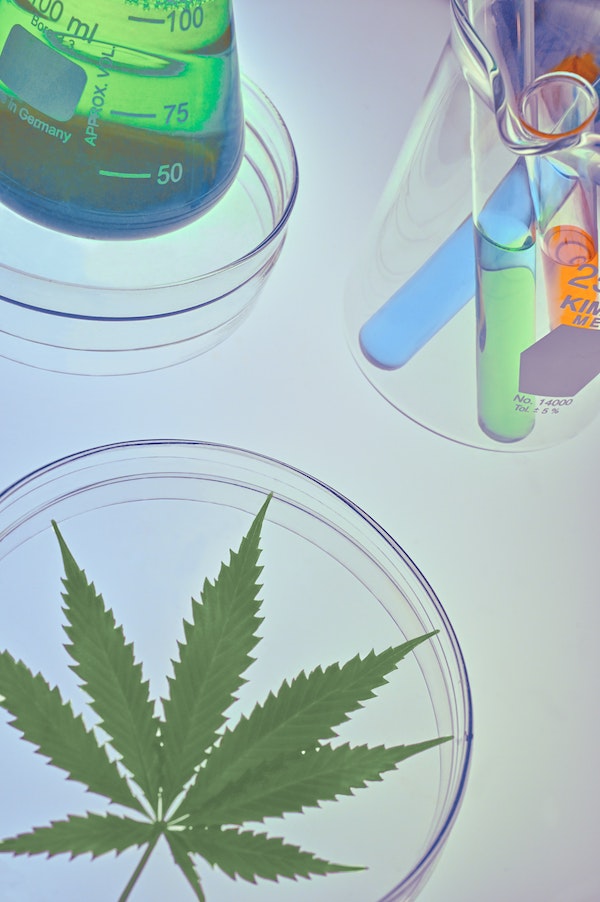 Clinical trials of cannabinoid effects on human skin have begun; image shows cannabis leaf in petri dish and glass beakers and test tubes filled with oils